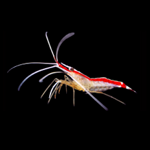 Load image into Gallery viewer, Scarlet Skunk Cleaner Shrimp
