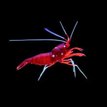 Load image into Gallery viewer, Blood Shrimp
