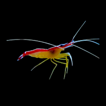 Load image into Gallery viewer, Scarlet Skunk Cleaner Shrimp
