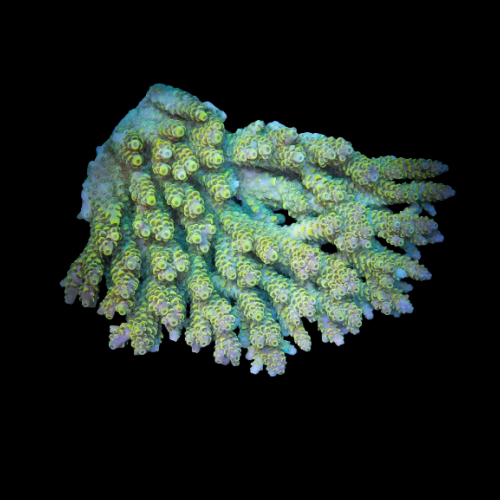 Acropora Coral Cut To order