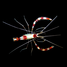 Load image into Gallery viewer, Banded Coral Shrimp
