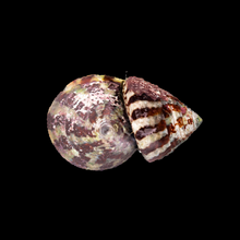 Load image into Gallery viewer, Banded Trochus Snail
