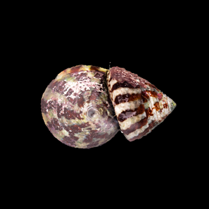 Banded Trochus Snail