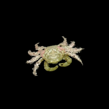 Load image into Gallery viewer, Emerald Crab
