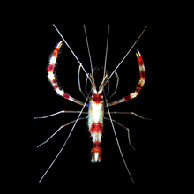 Load image into Gallery viewer, Banded Coral Shrimp
