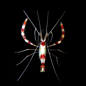 Banded Coral Shrimp