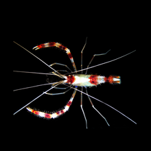 Load image into Gallery viewer, Banded Coral Shrimp

