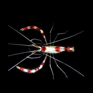 Banded Coral Shrimp