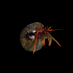Red Leg Hermit Crab
