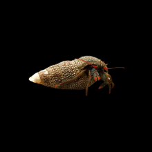 Load image into Gallery viewer, Red Leg Hermit Crab
