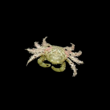 Load image into Gallery viewer, Emerald Crab
