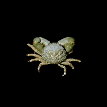 Load image into Gallery viewer, Emerald Crab
