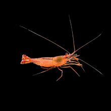 Load image into Gallery viewer, Peppermint Shrimp
