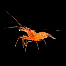 Load image into Gallery viewer, Peppermint Shrimp
