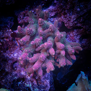 Acropora Coral Cut To Order