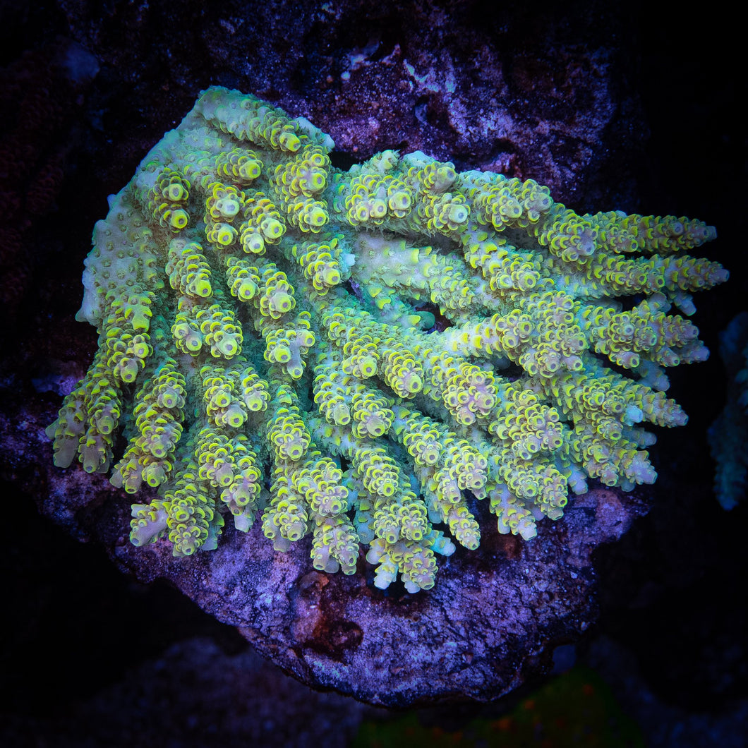 Acropora Coral Cut To order