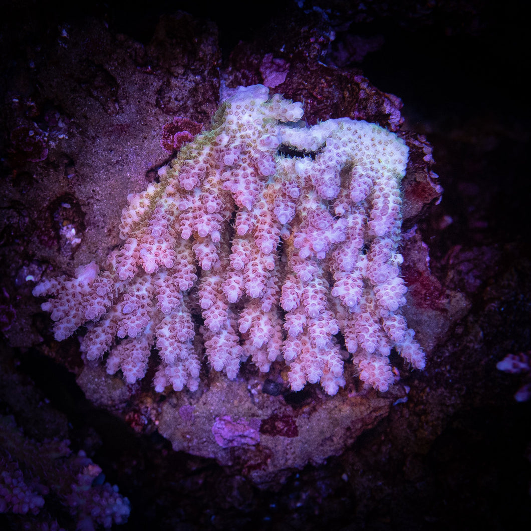 Acropora Coral Cut To Order