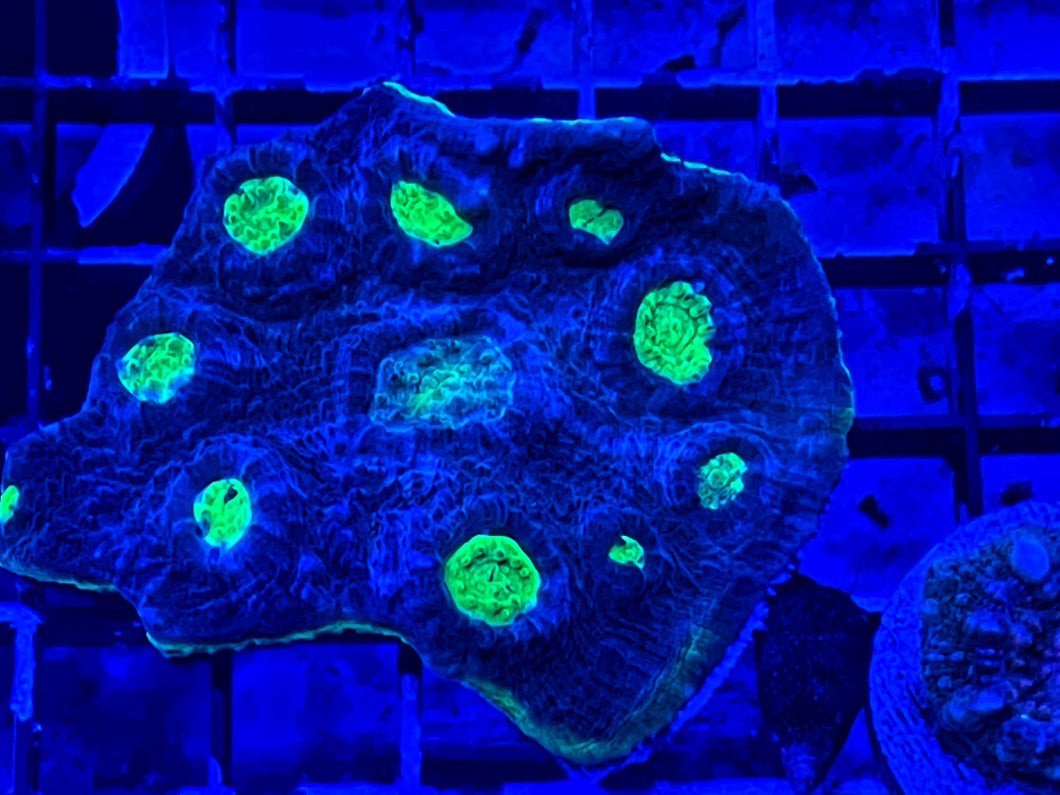 Alien Eye Chalice Coral