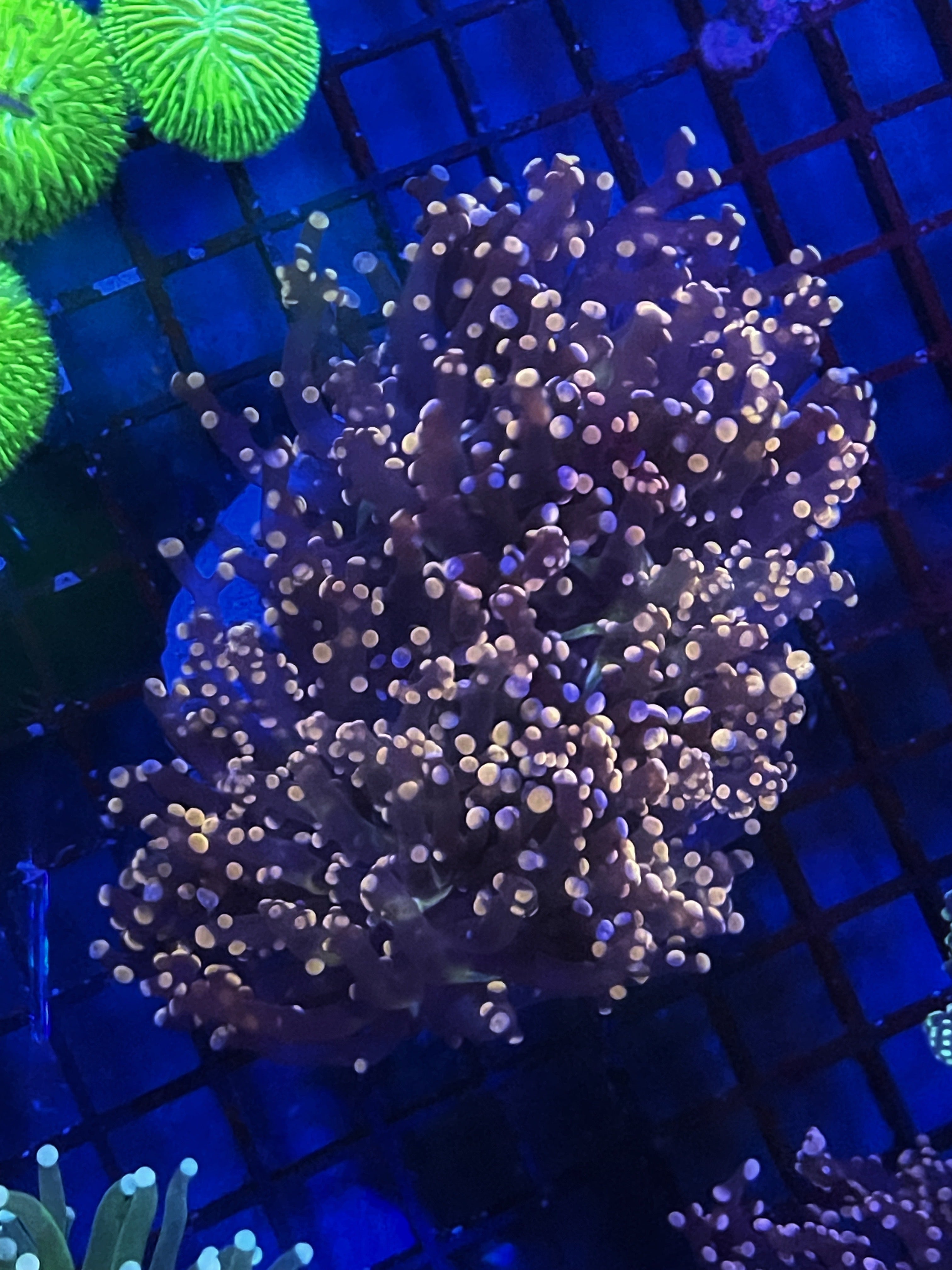 coral reef  Thirstysreef Acropora Coral JF Jolt 3/4” | eBay