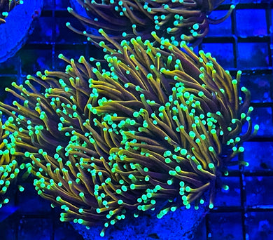 POP Corals – PopCorals